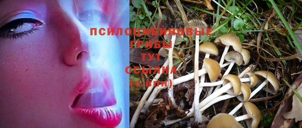 прущие грибы Ростов