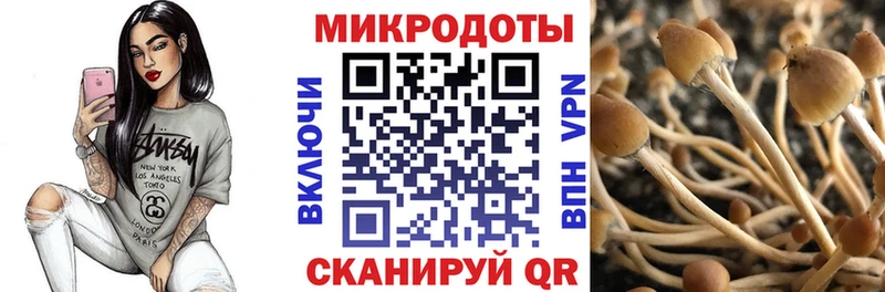 Галлюциногенные грибы Psilocybe  купить  цена  блэк спрут ССЫЛКА  Светогорск 